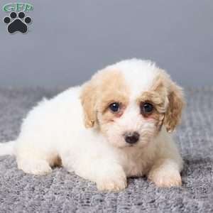 Kate, Bich-Poo Puppy
